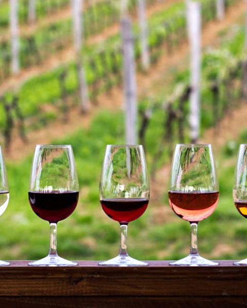 Le cantine di Bolgheri