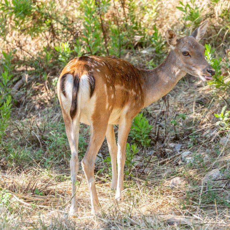 Parco della Maremma