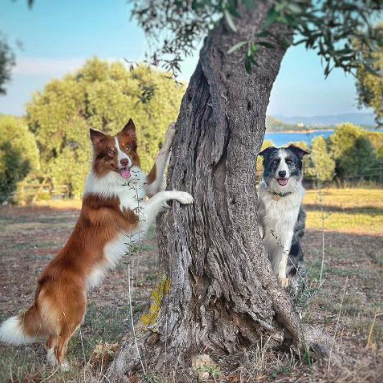 Pet Friendly