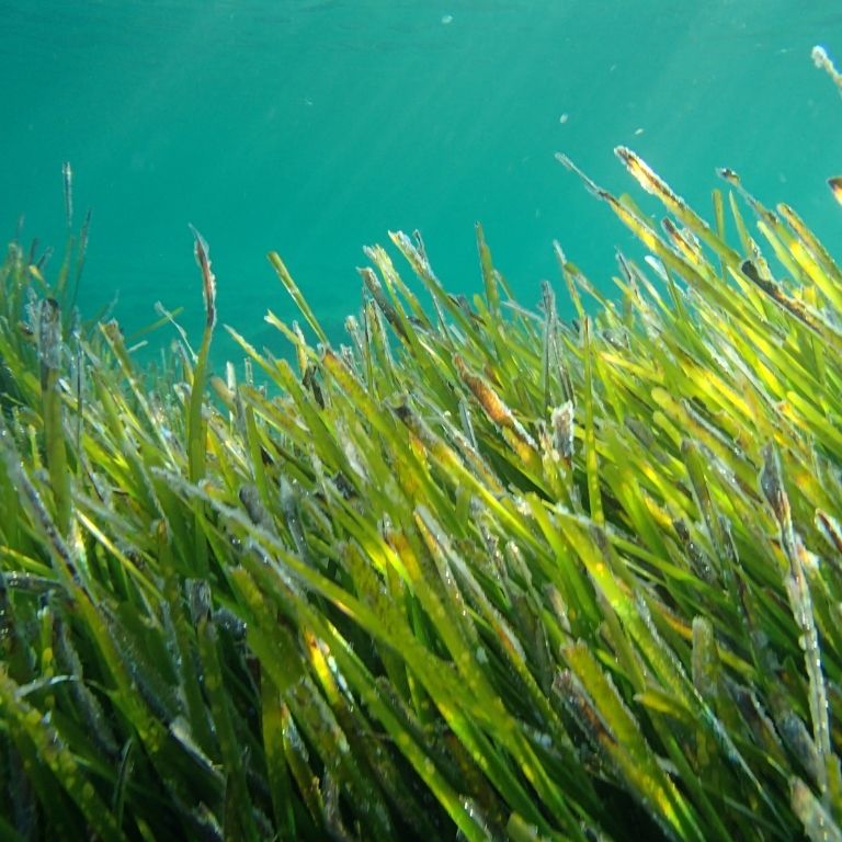 Un mare di Posidonia